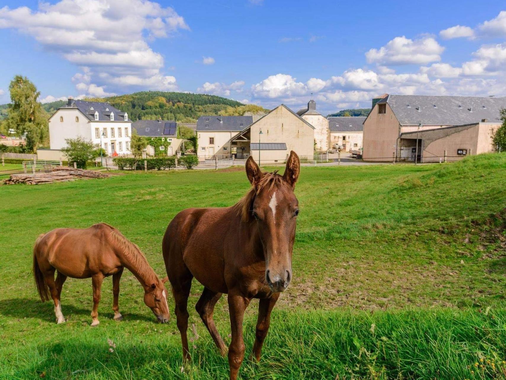 Cottage House Weyer - Mare&Filly Room Exterior foto